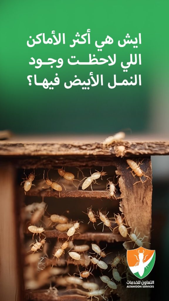 أفضل شركة مكافحة الرمة عمان