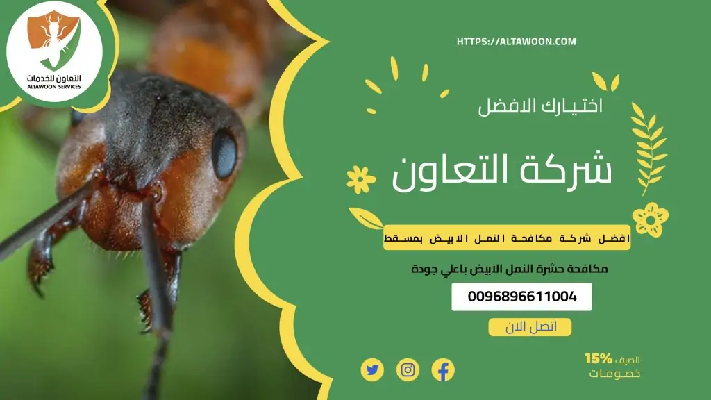 افضل شركة مكافحة الرمة النمل الأبيض في مسقط