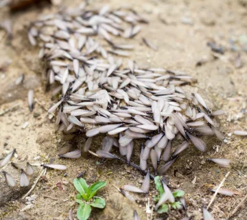 معالجة عن الرمة النمل الأبيض