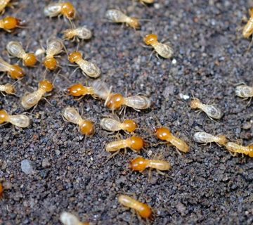 مكافحة الرمة  قبل وبعد البناء