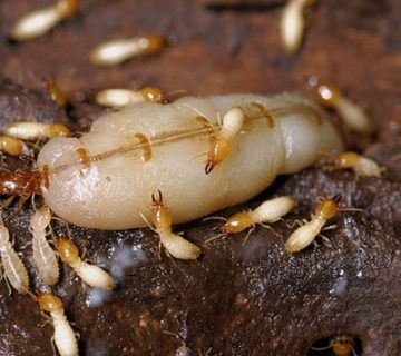 كيفية مكافحة الرمة النمل الأبيض في المنازل