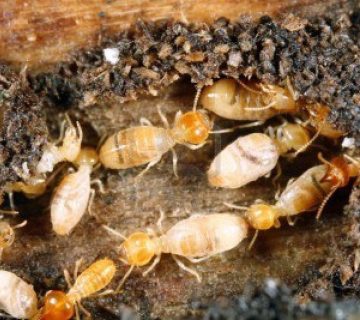 شركات مكافحة الرمة والنمل الأبيض