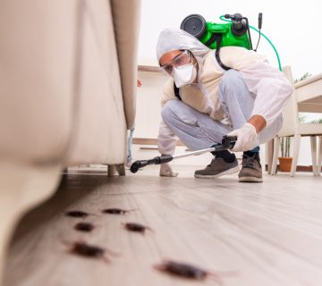 مكافحة البق في مسقط الخوض المعبيله السيب الموالح الحيل