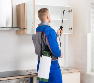 مكافحه رمه الاساس في مسقط الحيل الخوير المعبيله الخوض التجاري