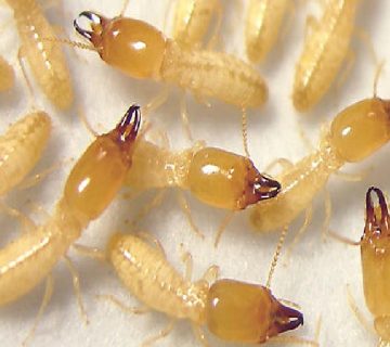 مكافحة الرمة قبل المباني وقبل البناء والنمل في مسقط