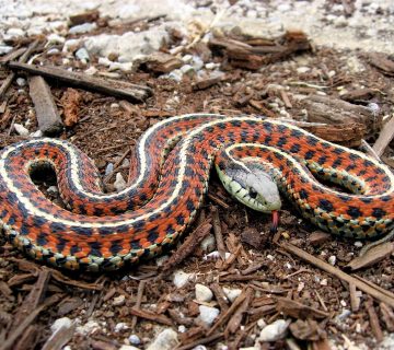 مكافحة الثعابين في بوشر