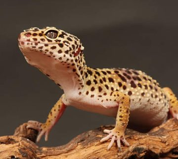 شركة مكافحة البرص والسحالي في مسقط