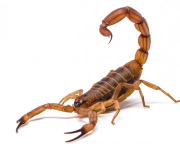 مكافحة العقارب في مسقط العامرات قريات مطرح بوشر سمائل المعبيله الحيل الخوض