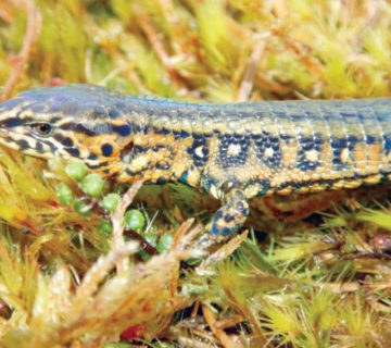 شركة مكافحة السحالي البرص في مسقط 