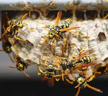 مكافحة النحل الدبابير في مسقط الخوض المعبيله الحيل العامرات بوشر سمائل