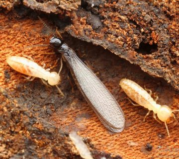 مكافحة الرمة في مسقط المعبيله الخوض الحيل نزوي العامرات بوشر سمائل القرم