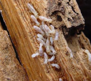 شركة مكافحة الرمة في الحيل