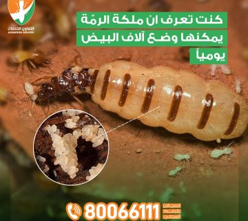 خدمات فحص ومعاينة مجانية النمل الأبيض في مسقط