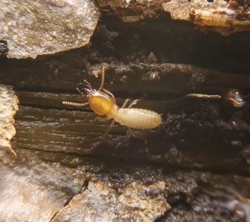 شركة رش الرمة