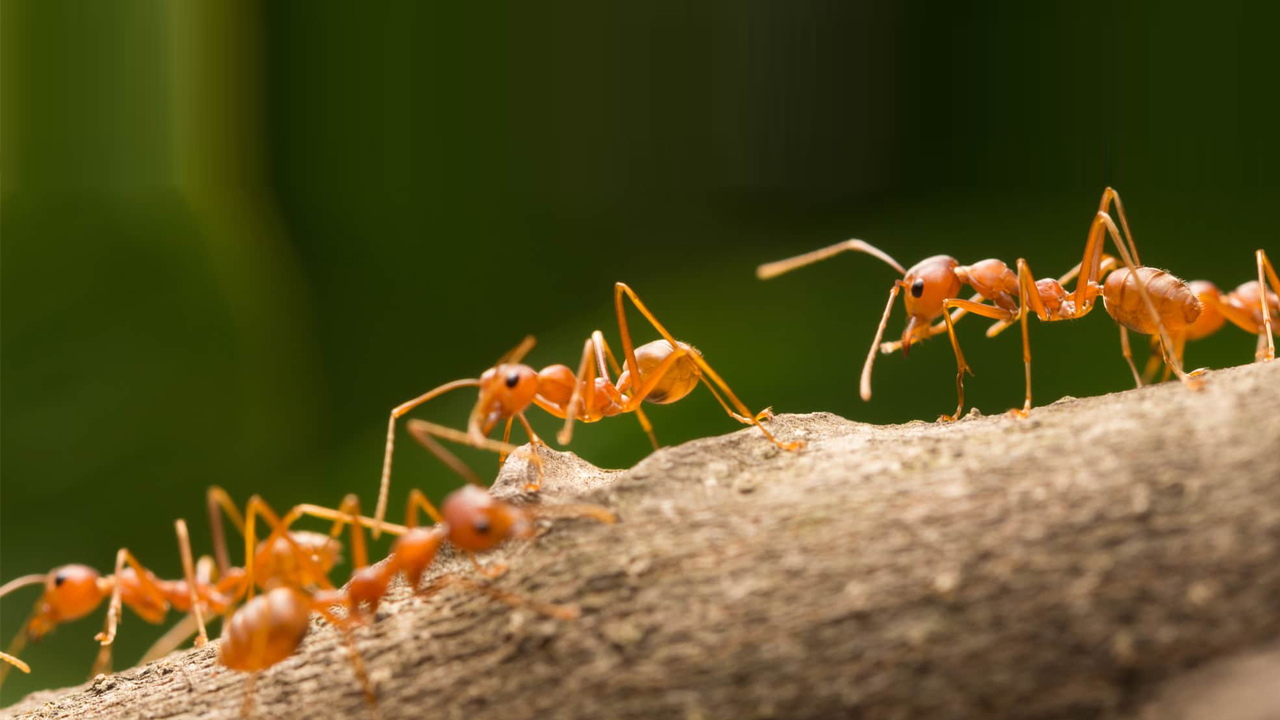 شركة مكافحة الرمة في مسقط – التخلص من النمل الأبيض نهائيًا