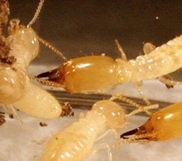 عقود سنوية لمكافحة الرمة