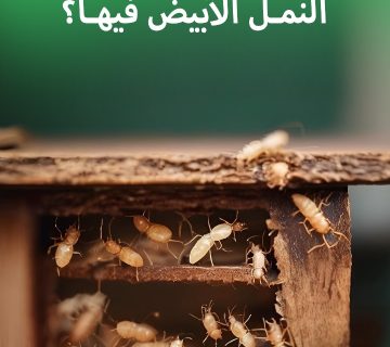 أفضل شركة مكافحة الرمة عمان