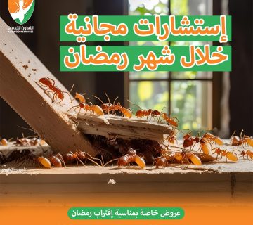 الرمة في الأثاث الخشبي: علامات مبكرة وخطوات الوقاية